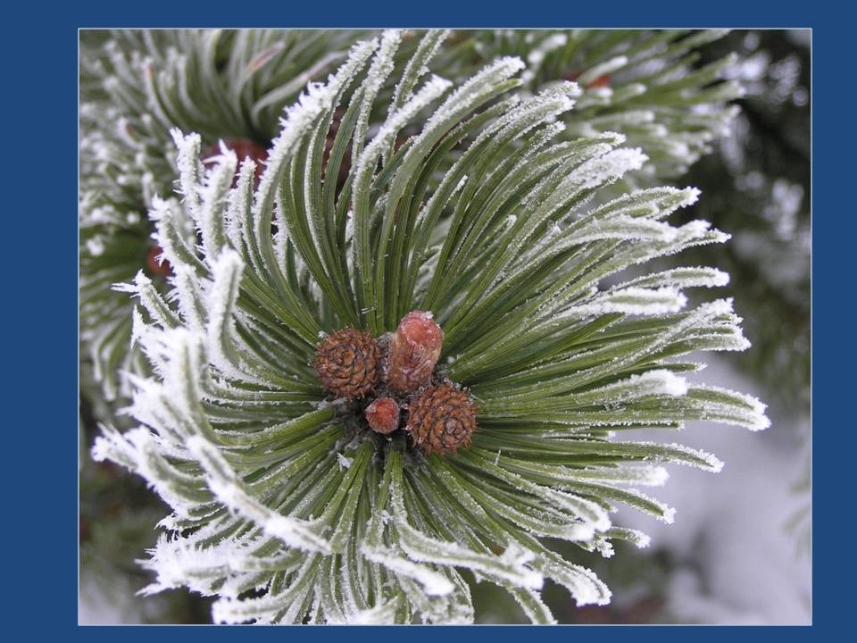 snowy pine cone