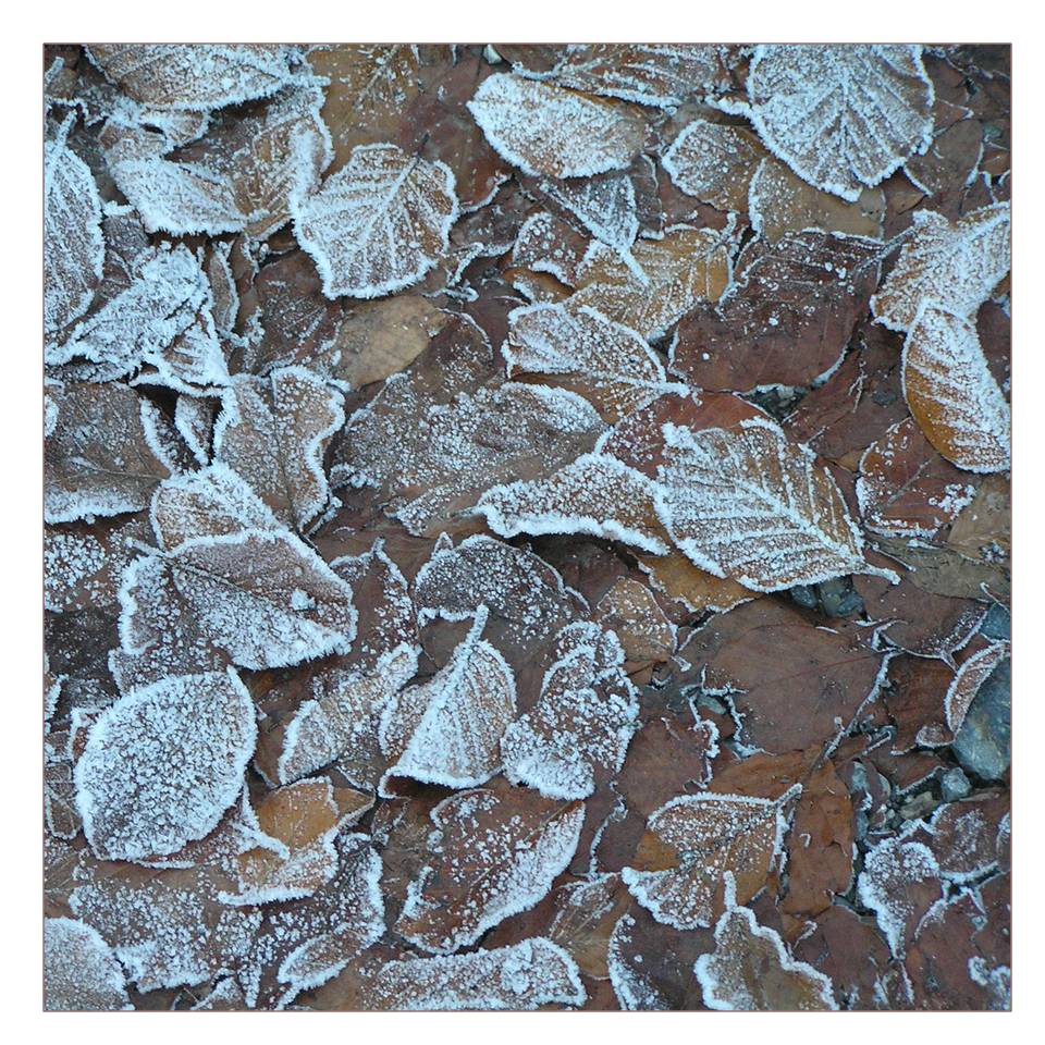 Frosted leaves