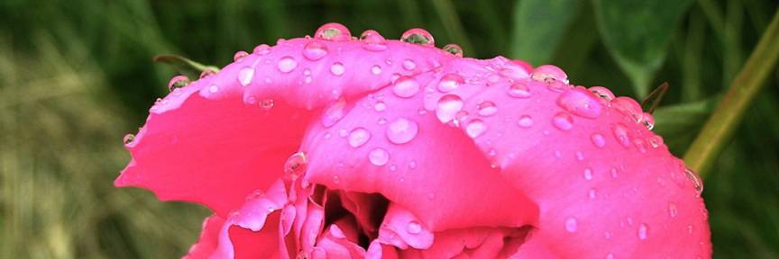 Rain drops on a pink flower by MichSzek 