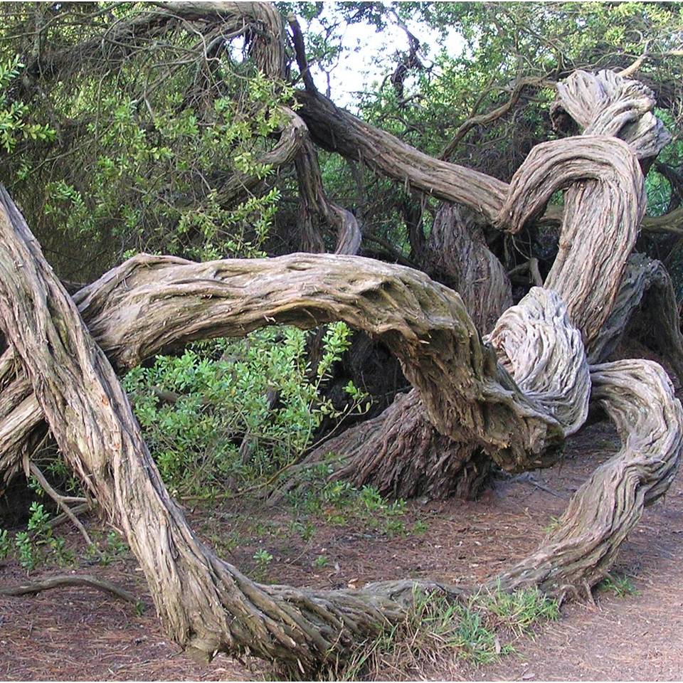 Twisted tree trunks -  photo by Michele Szekely