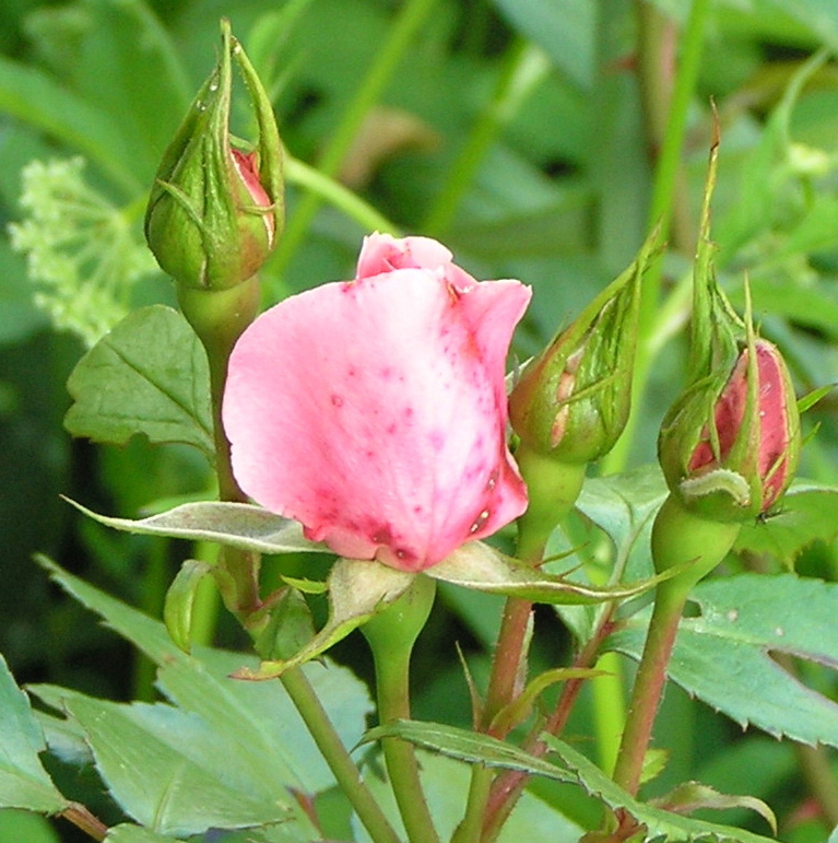 a small rosebud