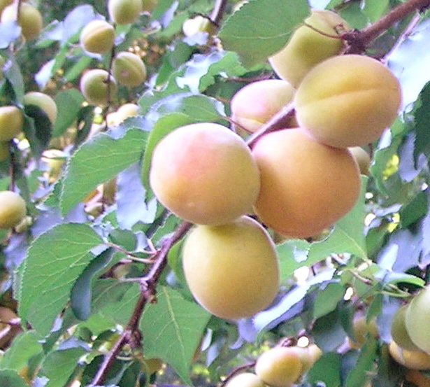 Bearing fruits