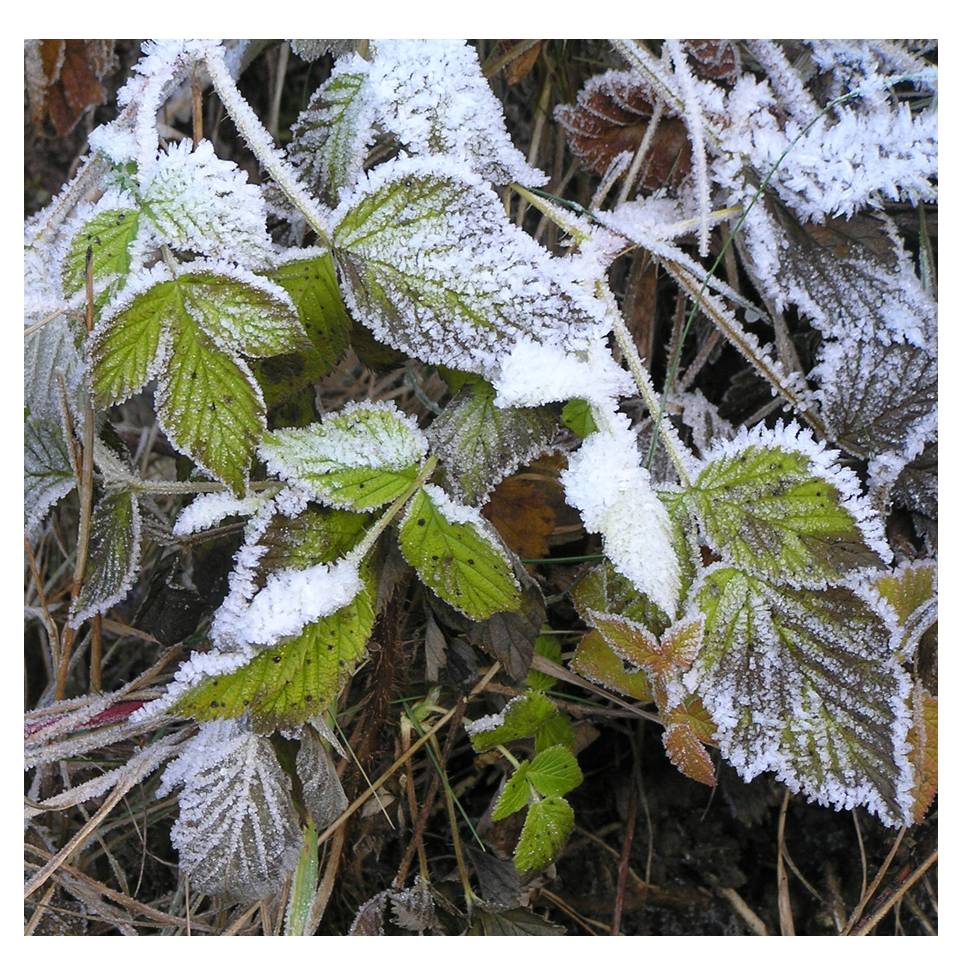 Morning frost on winter leaves