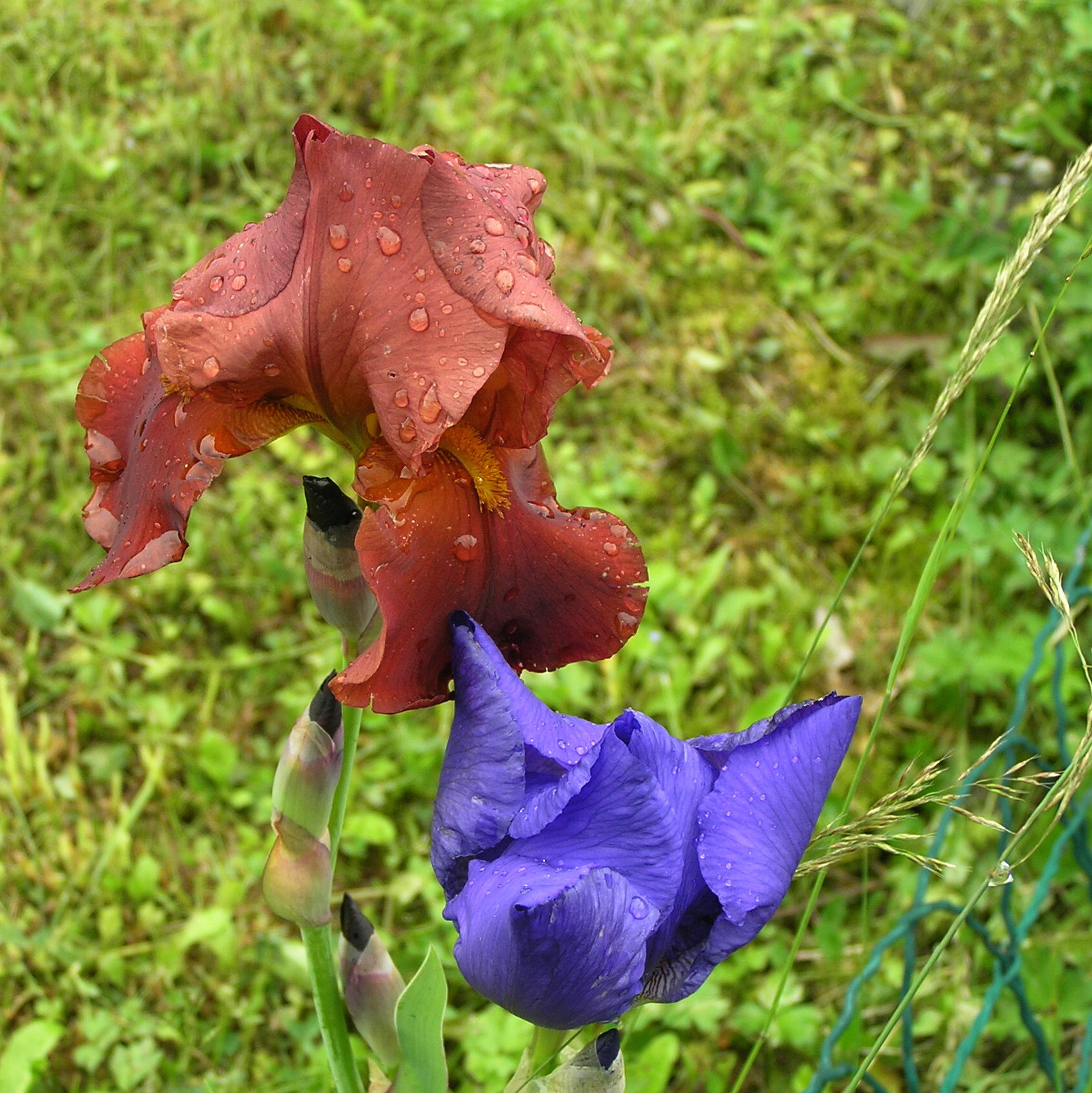 Un iris grenat apres la pluie
