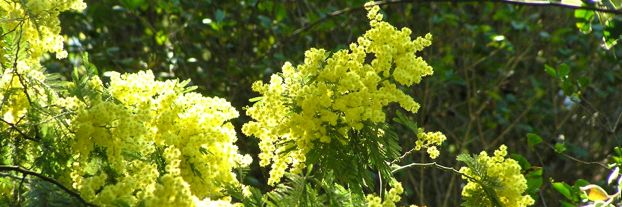 big and yellow mimosa branches 