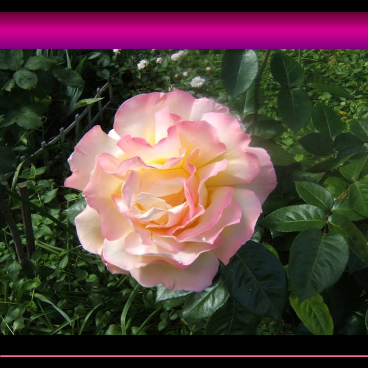 Bernadette's picture of a beautiful rose
