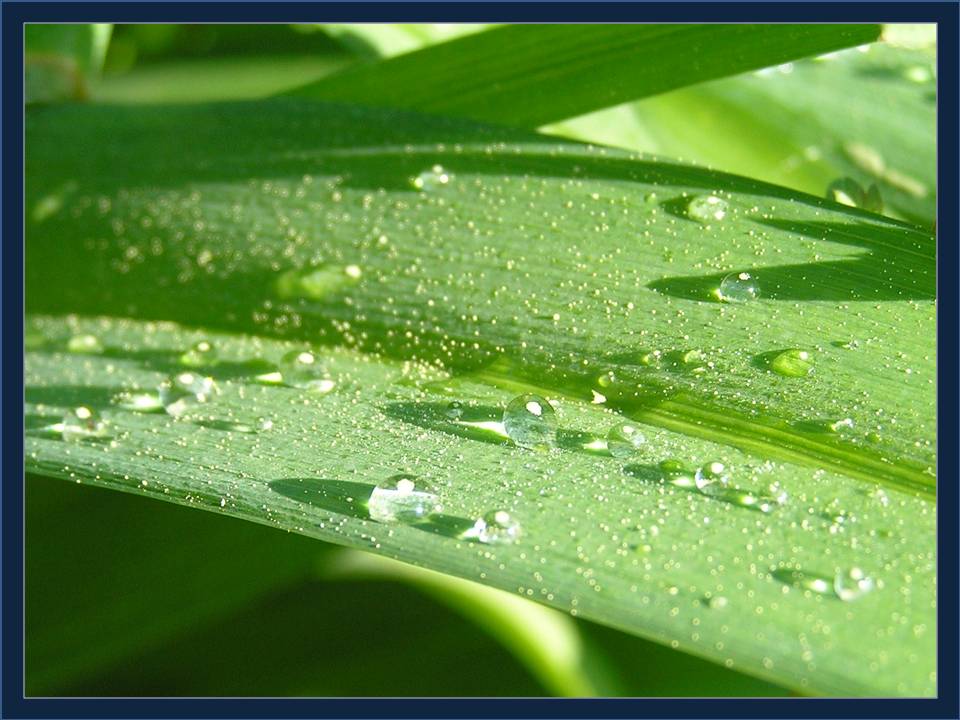 Drops of dew during Easter week - photo by Michele Szekely
