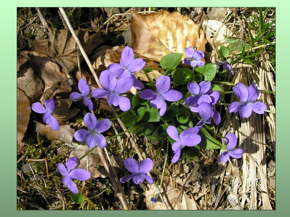 Little violets in the Forest in the French Alps - photo by Michele Szekely