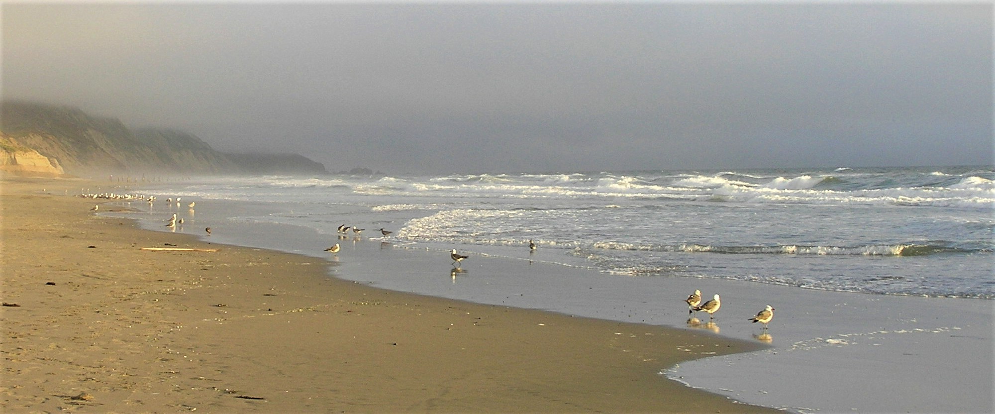 Ocean Beach and birds