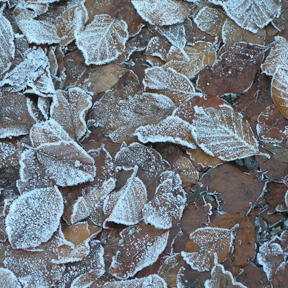 Frosted Leaves2