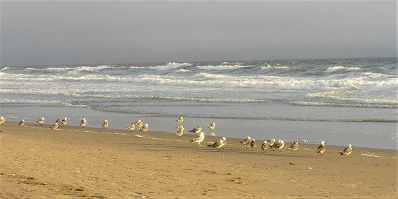 petits oiseaux sur la plage