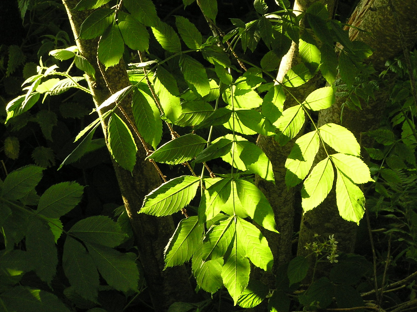 Evergreen leaves