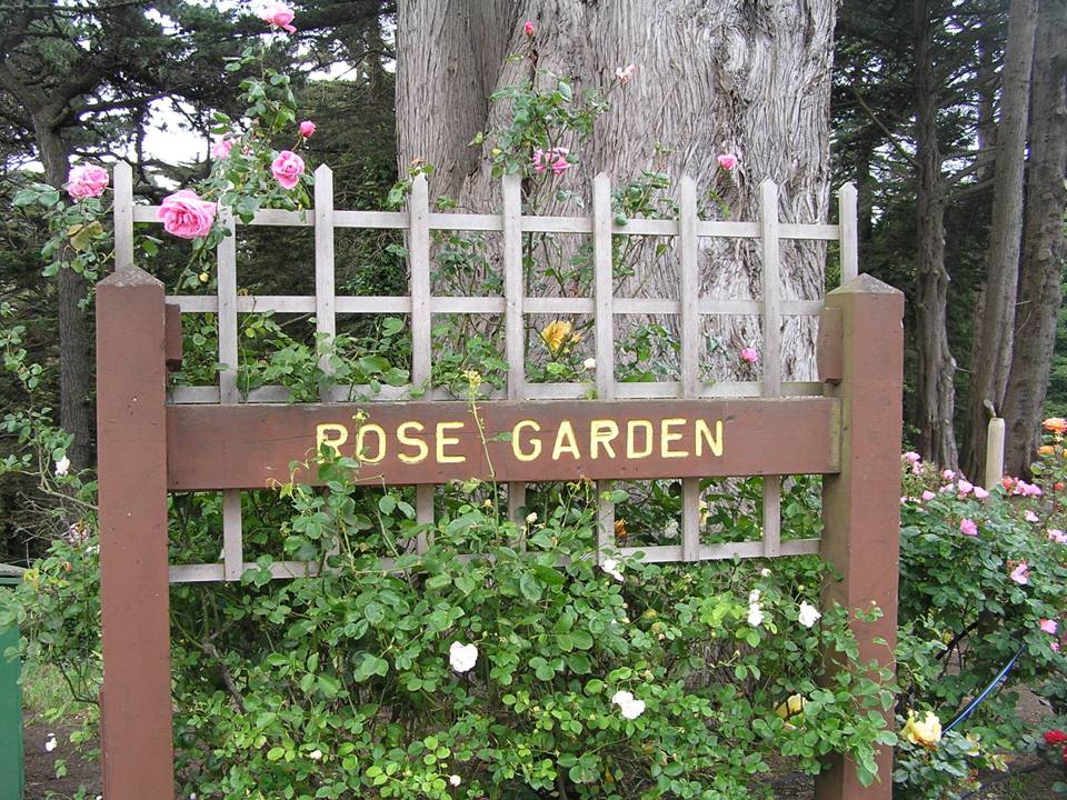 Rose Garden in full bloom